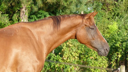 Chevaux de sport des Lys du Gaucho