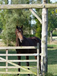 Chevaux de sport des Lys du Gaucho