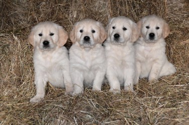 Golden Retriever des Lys du Gaucho