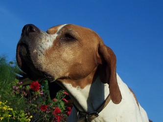 Pointer anglais des Lys du Gaucho