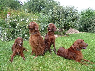 Setters irlandais des Lys du Gaucho