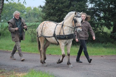 L'attelage à El Gaucho