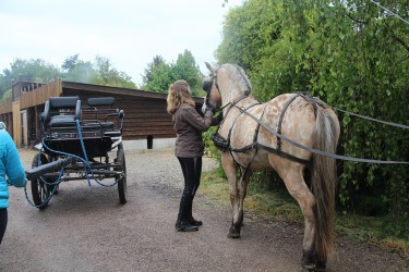 L'attelage à El Gaucho