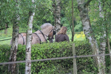 L'attelage à El Gaucho