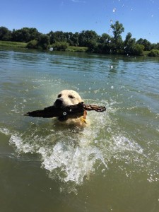 Golden retriever