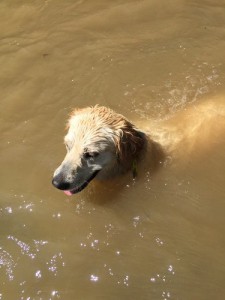 Golden retriever