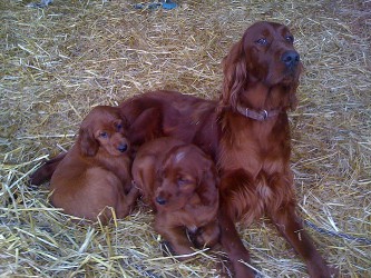 Setter irlandais des Lys du Gaucho