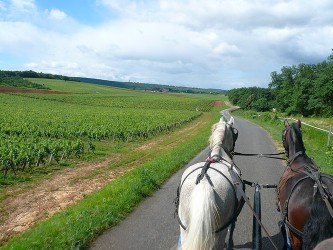 Elevage des Lys du Gaucho - l'attelage