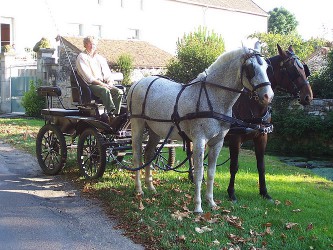 Elevage des Lys du Gaucho - l'attelage