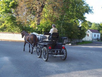 Elevage des Lys du Gaucho - l'attelage