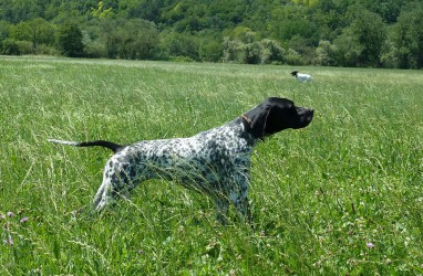 Elevage des Lys du Gaucho - la chasse