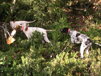 Elevage des Lys du Gaucho - la chasse