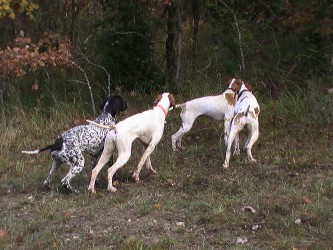 Elevage des Lys du Gaucho - la chasse