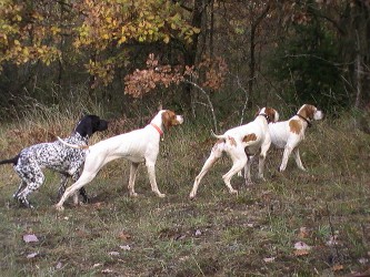 Elevage des Lys du Gaucho - la chasse