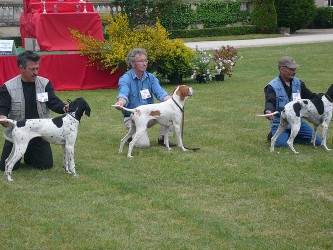 Elevage des Lys du Gaucho - concours