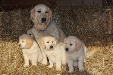 Golden retriever des Lys du Gaucho