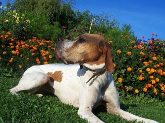 Pointer anglais des Lys du Gaucho