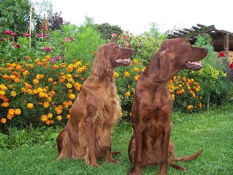 Setters irlandais des Lys du Gaucho